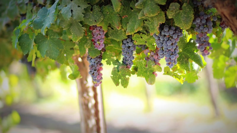 Vineyard Wedding